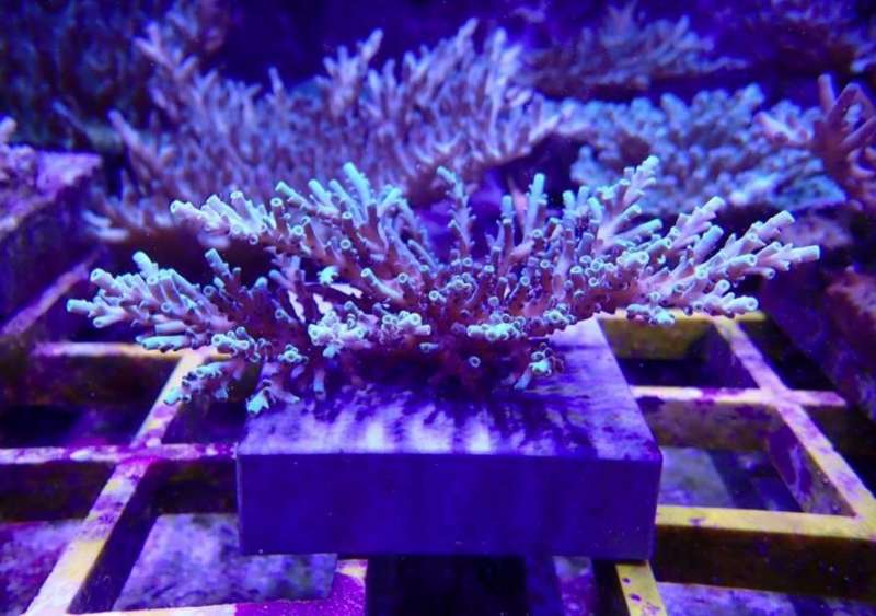 Breeding baby corals for warmer seas