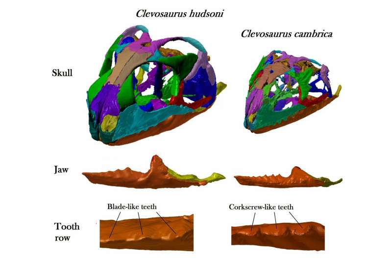 Bristol undergraduate reconstructs the skulls of 2 species of ancient reptile