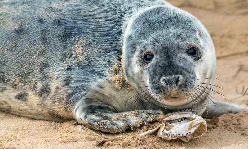 Britain’s grey seal colony hotspots threatened by microplastics