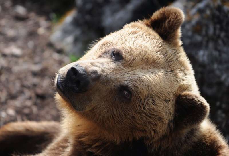 Brown bears have been extinct in Portugal since the 19th century