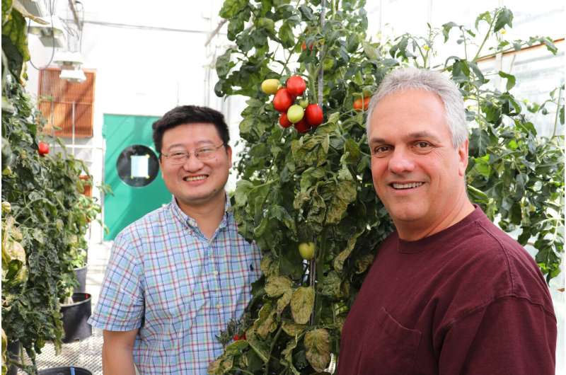 BTI scientists create new genomic resource for improving tomatoes