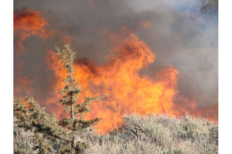 Burning invasive western juniper maintains sagebrush dominance longer