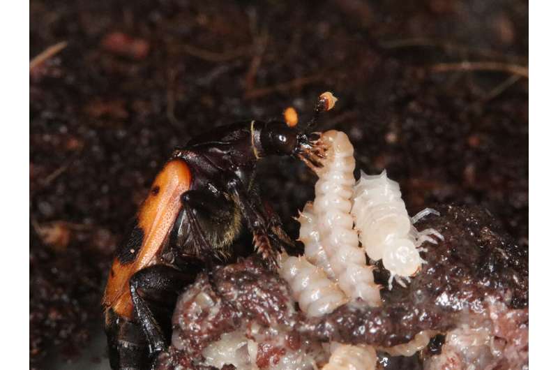 Burying beetle larvae know the best time to beg for food