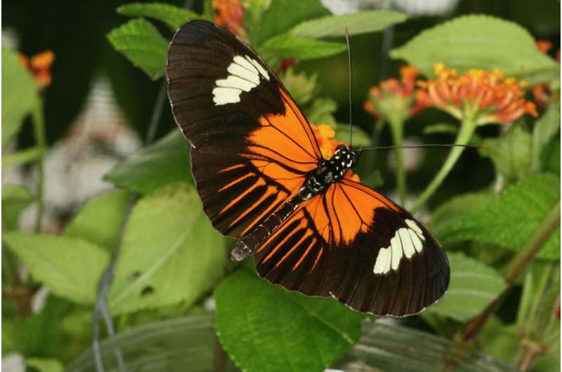 Butterflies are genetically wired to choose a mate that looks just like them