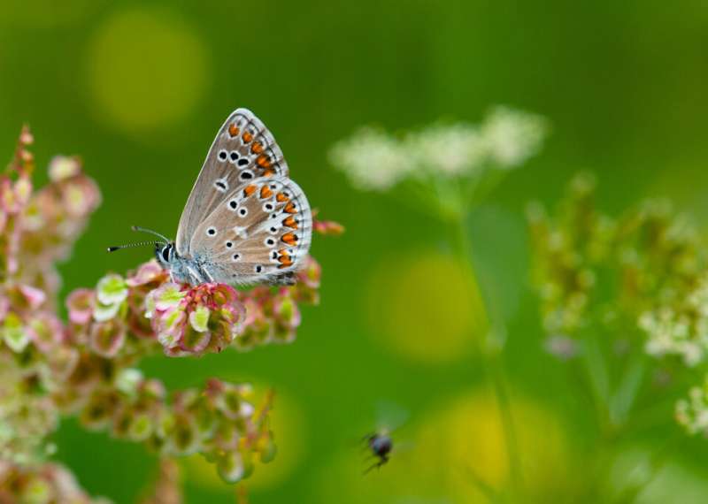 Butterflies thrive in grasslands surrounded by forest