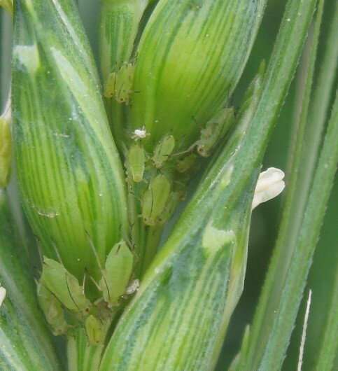CABI scientists track wheat aphids and their natural enemies for better pest management in Pakistan
