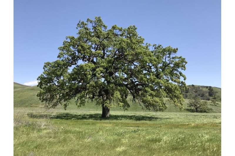 California's valley oak is poorly adapted to rising temperatures, study finds