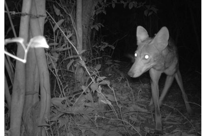 Camera traps show coyotes on the doorstep of South America