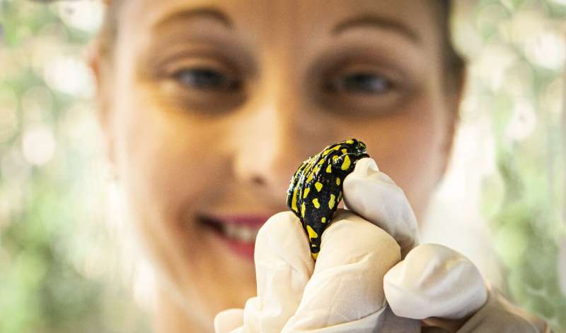 Can a special diet save the endangered southern corroboree frog?