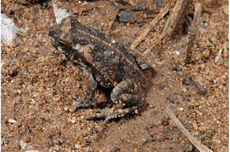 Cane toads: what they do in the shadows