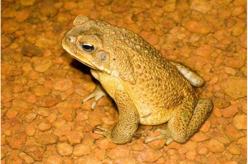 Cane toad testes smaller at the invasion front