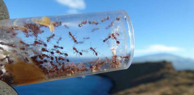 Cannibalism helps fire ants invade new territory