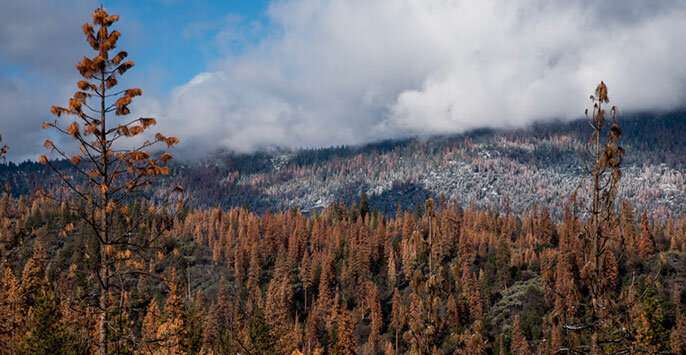 Can our forests survive the next drought?