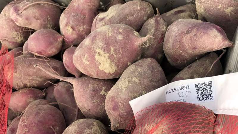 Can sweet potatoes save the world?