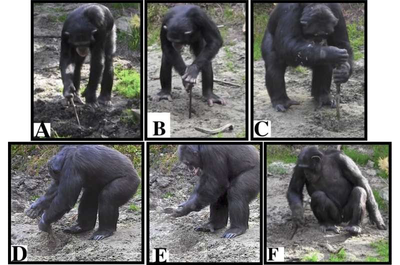 Captive chimpanzees spontaneously use tools to excavate underground food