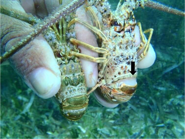 Caribbean seagrass is awash with infected lobsters – but the habitat could be saving the species