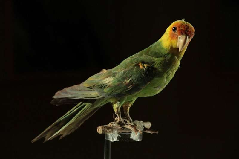 Carolina parakeet extinction was driven by human causes, DNA sequencing reveals