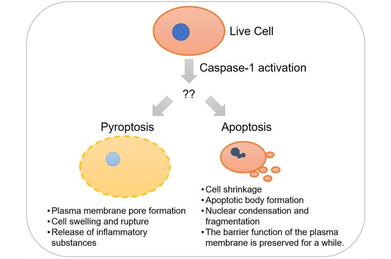 Caspase-1 initiates apoptosis, but not pyroptosis, in the absence of gasdermin D