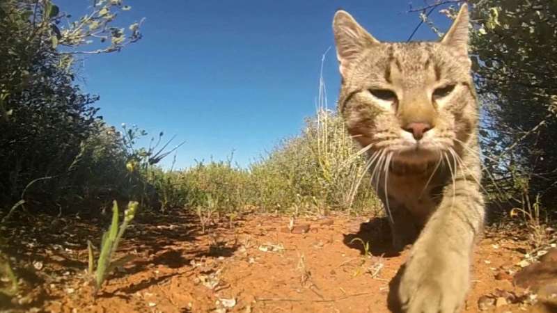 Cats kill more than 1.5 billion native Australian animals per year