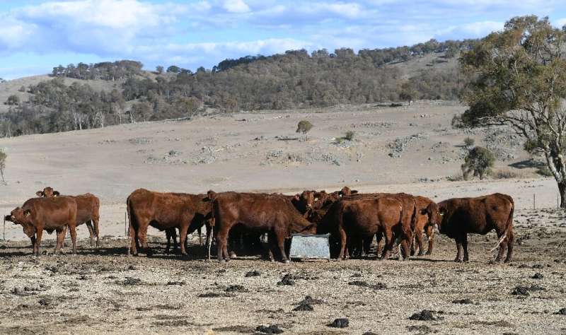 Cattle feeding on a drought-affected farm near Armidale in regional New South Wales