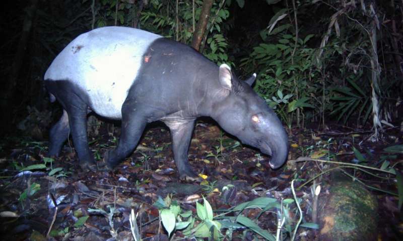 Caught in the crossfire – Tapirs in tiger territory