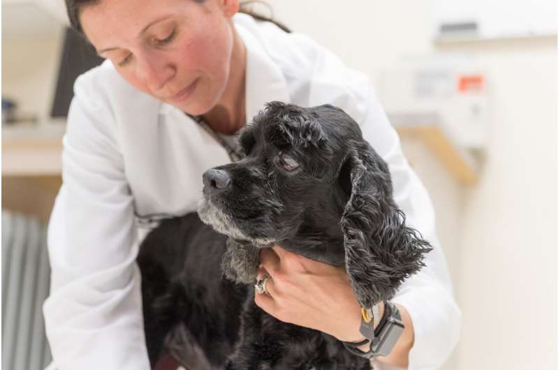 CBD clinical trial results on seizure frequency in dogs 'encouraging'