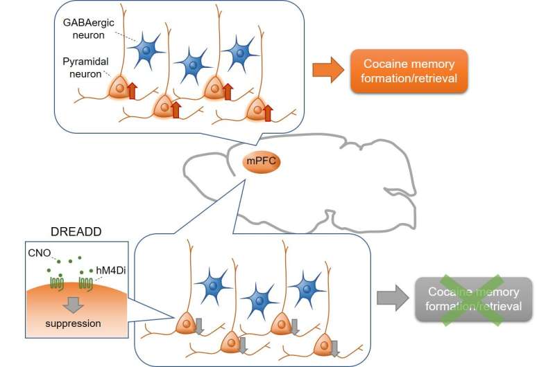 Cell-type specific mechanism for formation and retrieval of cocaine-associated memories
