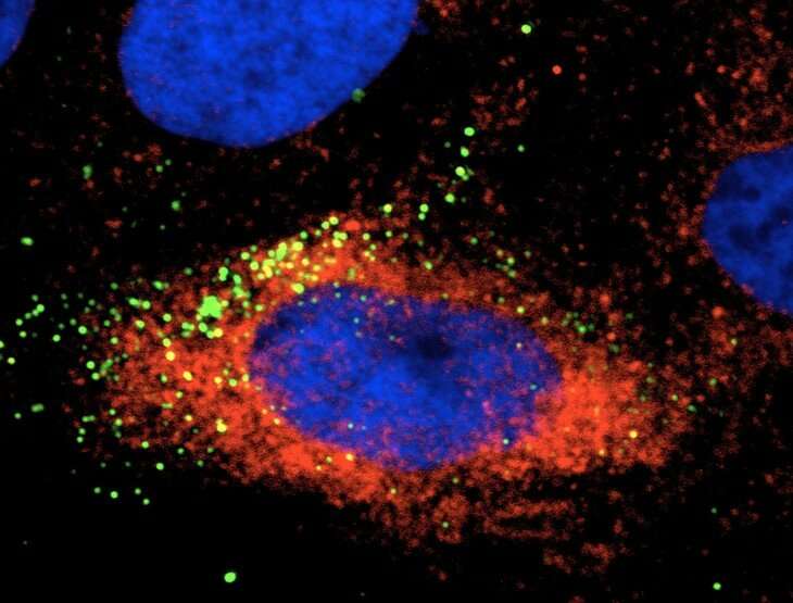 Cellular protein a target for Zika control