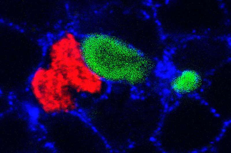 Cellular rivalry promotes healthy skin development