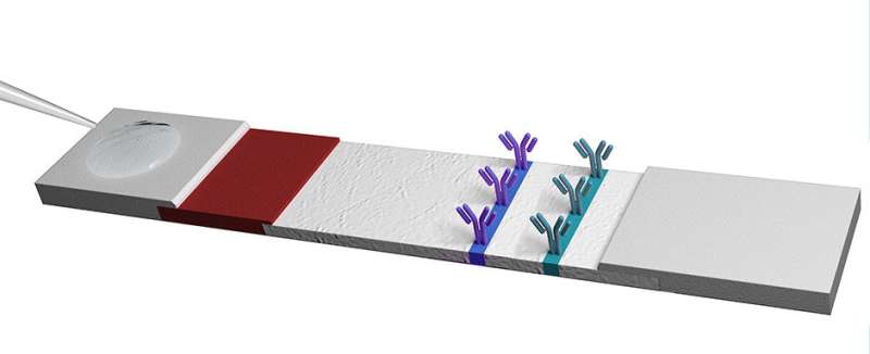 Cellulose nanofibers to improve the sensitivity of lateral flow tests