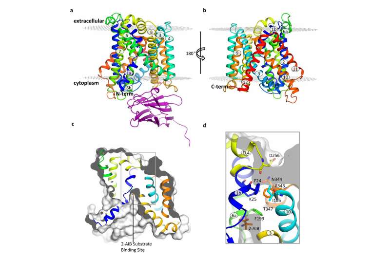 Characterisation of the structure of a member of the L-Amino acid Transporter (LAT) family