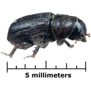 Chemicals found in fungus could help in battle against mountain pine beetle