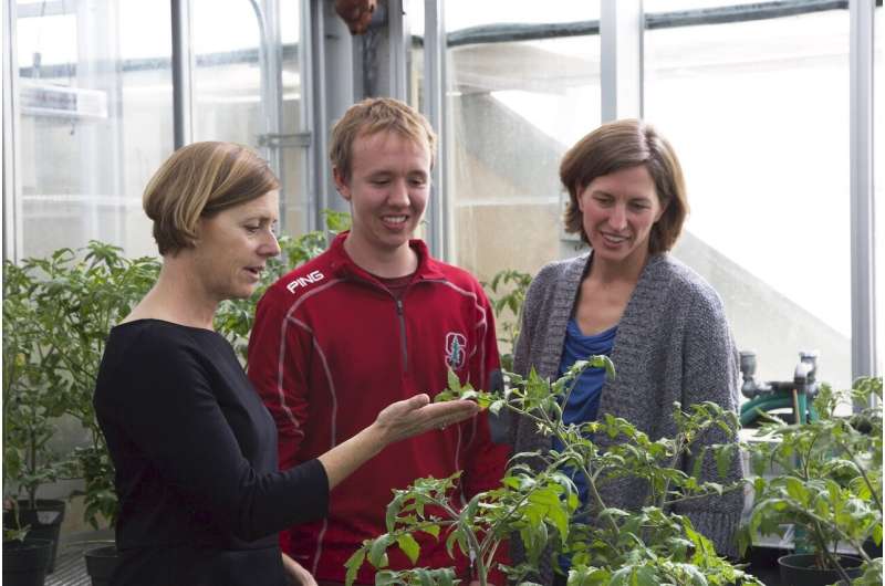 Chemical ‘vaccine’ helps plants repel pathogens