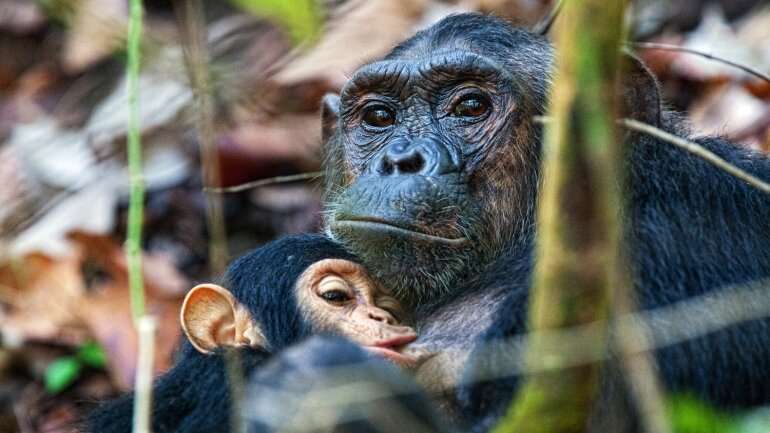 Chimpanzee ‘mini-brains’ hint at secrets of human evolution
