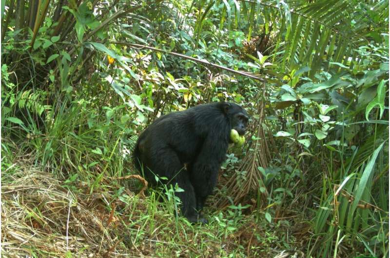 Chimpanzees at the crossroads: adapt to living outside protected areas