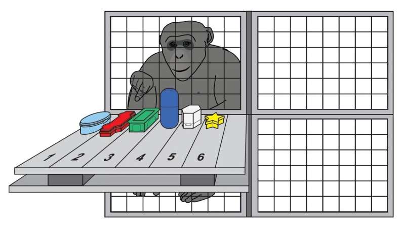 Chimpanzees' working memory similar to ours