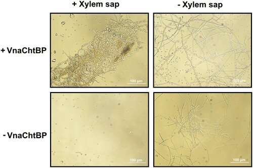 Chitin-binding proteins override host plant's resistance to fungal infection