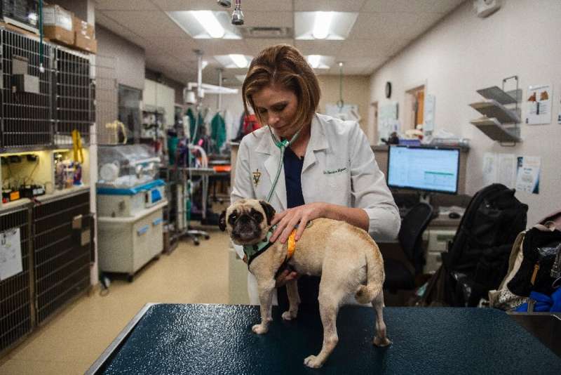 Christine Klippen demonstrates a routine exam for Gidget, a three-year-old pug
