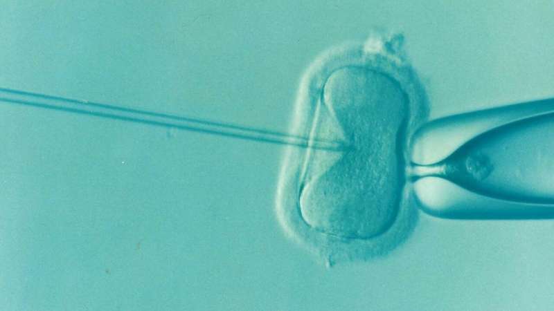 Chromosomal aberrations created during in vitro fertilization do not endanger future baby