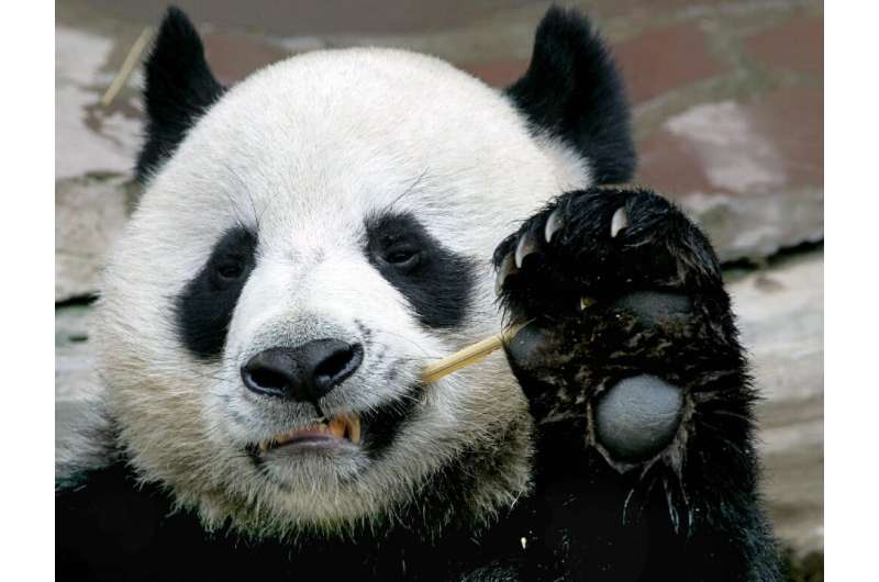 Chuang Chuang, a beloved giant panda on loan to Thailand from China, died in a Chiang Mai zoo aged 19