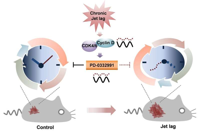 Circadian rhythm disruption tips the cell-cycle balance toward tumor growth