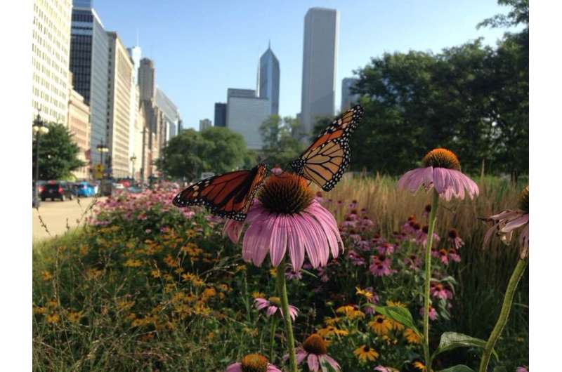 Cities are key to saving monarch butterflies