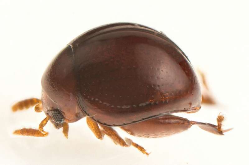 Citizen scientists discover pinhead-sized beetle in Borneo