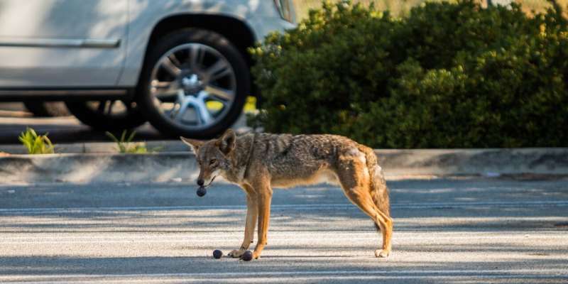 City coyotes’ poor diets could make them more aggressive, study suggests