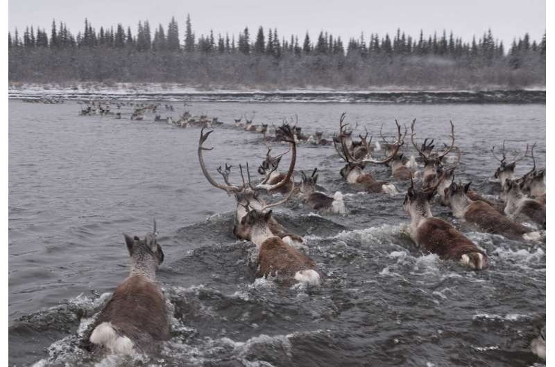 Climate cycles and insect pests drive migration timing of reindeer's North American cousin
