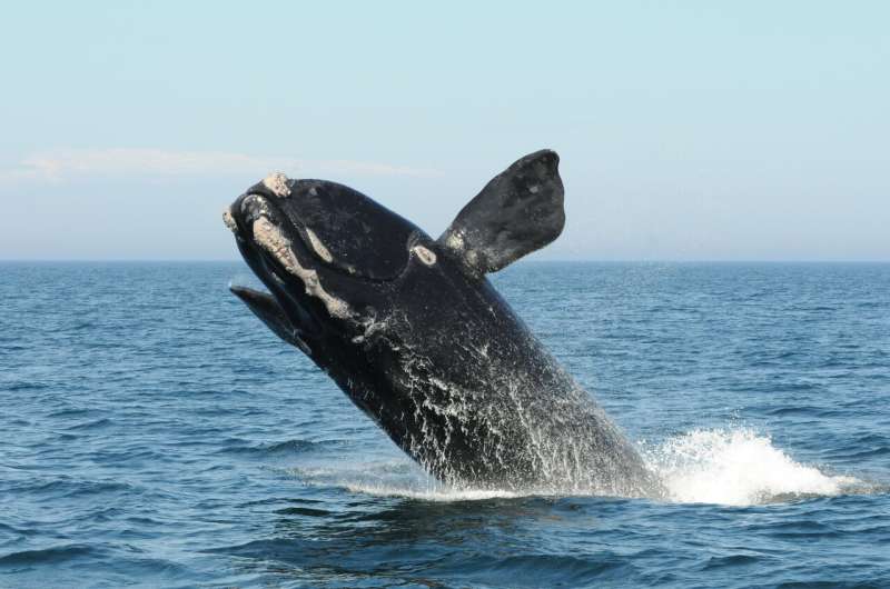 Climate driving new right whale movement