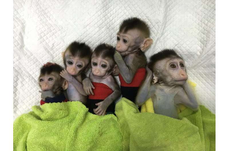 Cloning monkeys for research puts humans on a slippery ethical slope