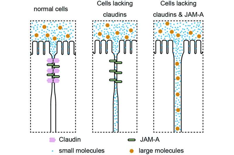 Closing the gap -- a two-tier mechanism for epithelial barrier