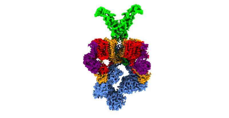 CNIO and University of Wurzburg solve 3D structure of 'nanomachine' that makes tuberculosis virulent