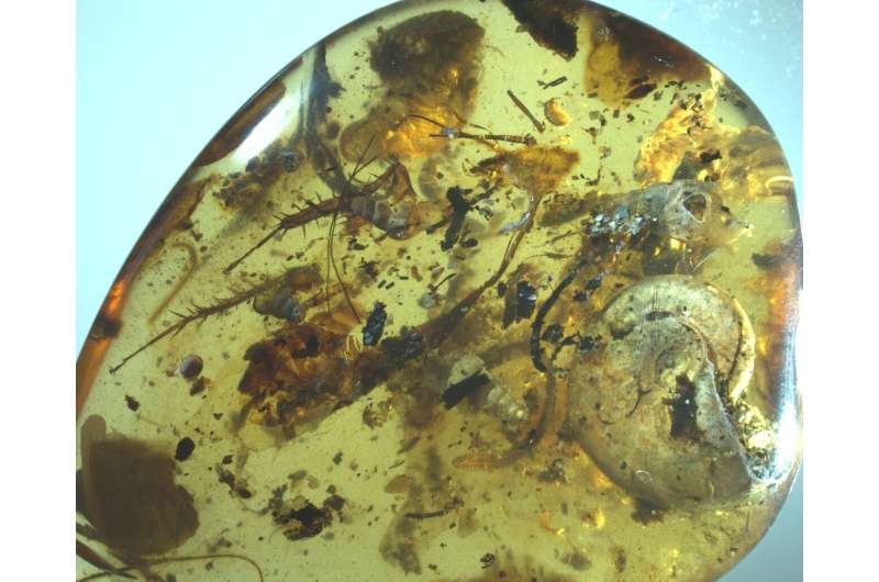 Coastal organisms trapped in 99-million-year-old amber
